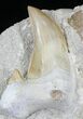 Otodus Shark Tooth Fossil In Matrix #6346-1